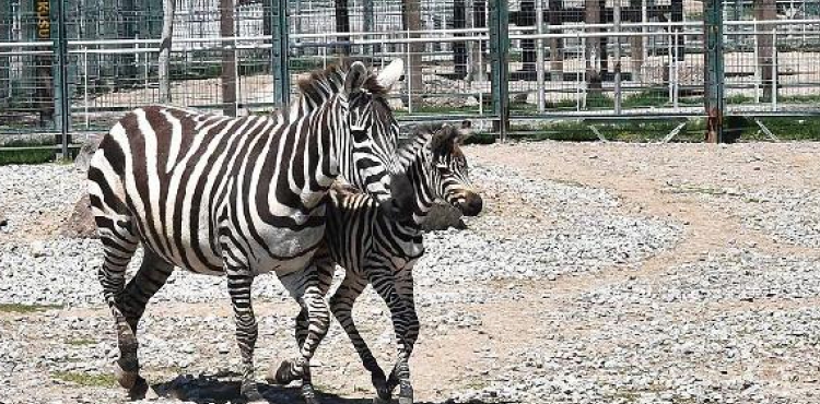 Kayseri'de yeni doan zebraya 'Dilek' ismi verildi