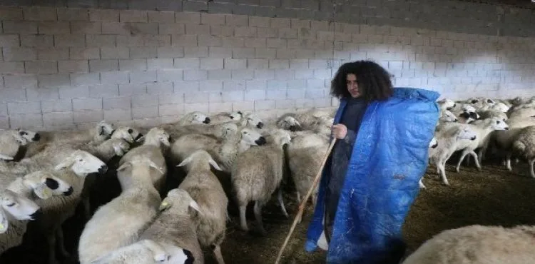 Üniversite mezunu genç, 300 koyuna çobanlık yapıyor