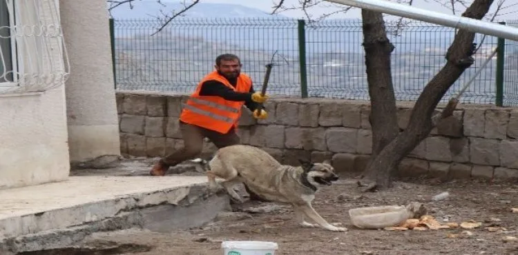 O ilçede sokak köpekleri toplanıyor