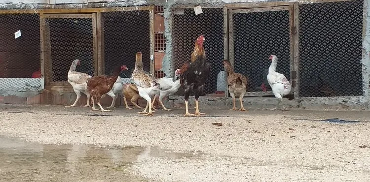 Dünyanın en büyük tavuğunu yetiştirdi, siparişlere yetişemiyor