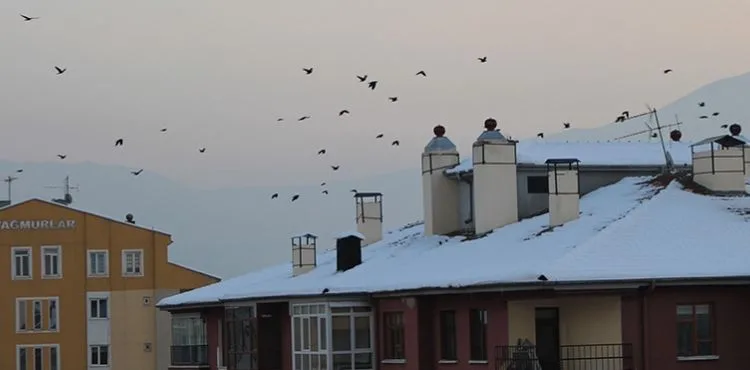 Köşk Mahallesi’nin Dakik Kuşları