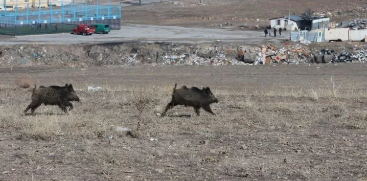 Aç kalan domuzlar şehre indi