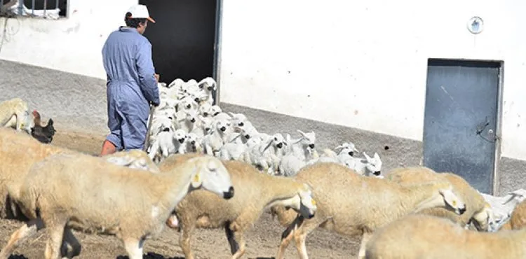Kuzuların annelerine kavuşma heyecanı
