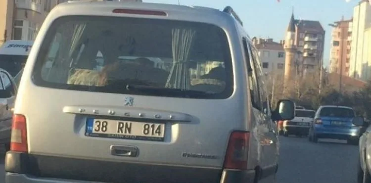 Dana aracın bagajında yolculuk etti