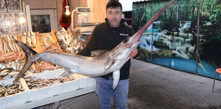 Kılıç balığı koyun fiyatına satıldı