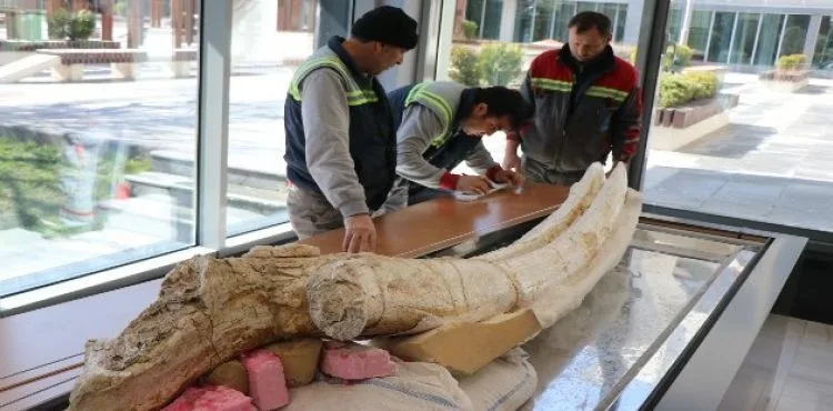7,4 milyon yıllık hayvan fosilleri belediye başkanlığında sergilenecek