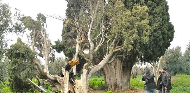 Arıları kovmak için 700 yıllık ağaçları yakıp, kestiler
