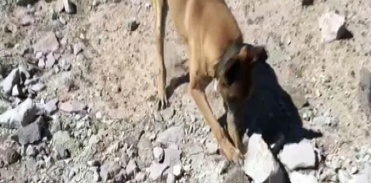 Narkotik köpeği 'Kama' toprak altındaki uyuşturucuyu buldu