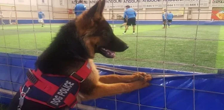 Futbol düşkünü köpek görenleri hayretler içinde bırakıyor