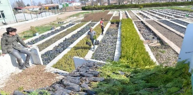 İl Tarım ve Orman Müdürlüğü 47 bin fidan dağıttı