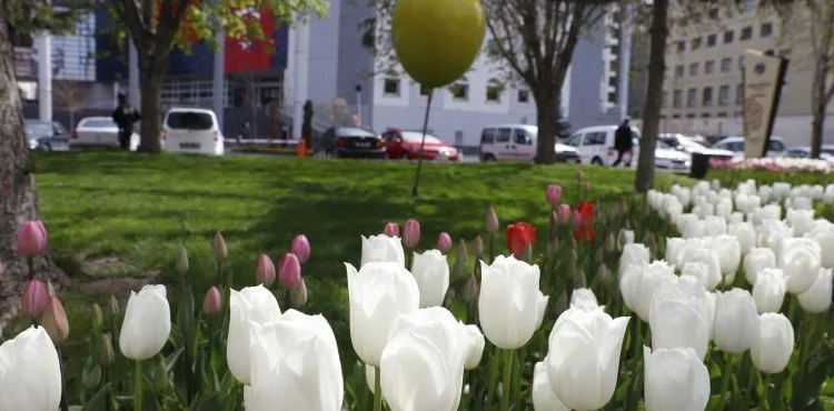 MEVSİMLERDEN LALE, KAYSERİ ŞAHANE