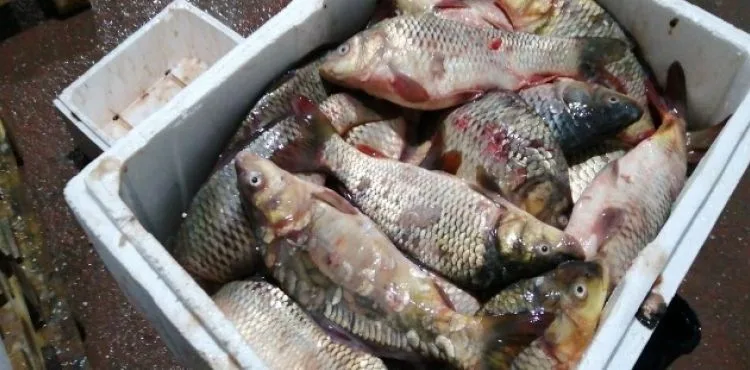Kayseri'de kaçak ve sağlıksız depolanan 15 ton balık imha edildi