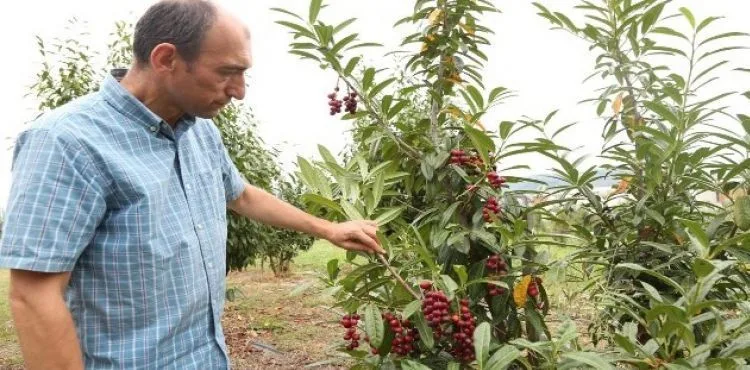 ODÜ'de ‘karayemiş' çeşitleri tescillendi