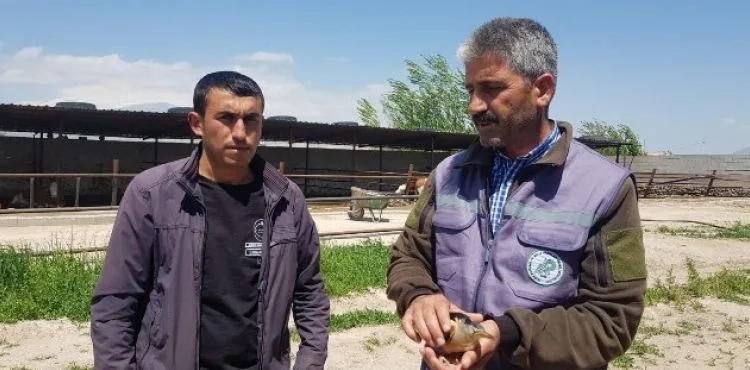 Kayserili çiftçi, nesli tükenmekte olan Balaban kuşu buldu