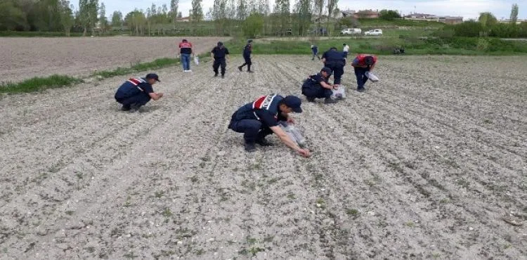 Jandarma 14 bin 928 kök kenevir ele geçirdi