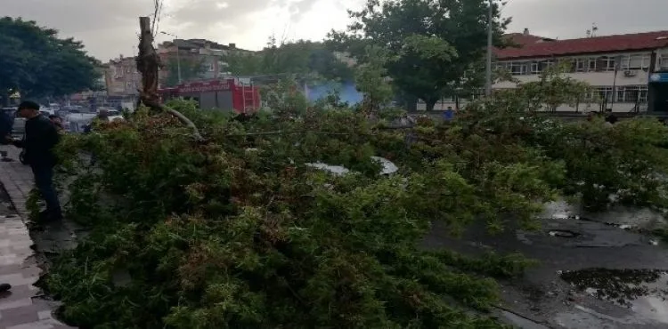 Rüzgardan devrilen ağaç otomobilin üzerine düştü
