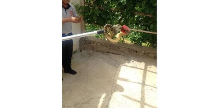 Eve giren yılanı itfaiye çıkardı