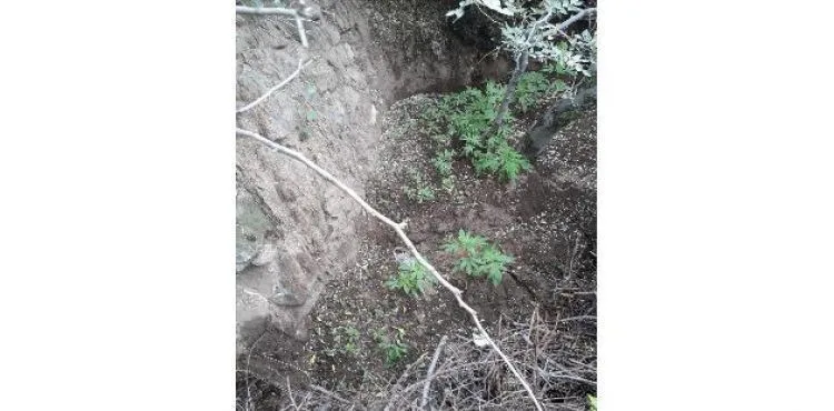 58 kök Hint keneviri bitkisi ele geçirildi