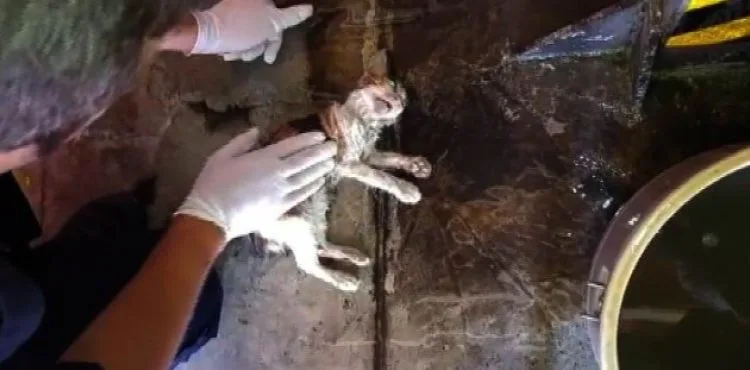 Açlıktan bayılan kediyi kalp masajı ve suni teneffüs ile hayata bağladılar
