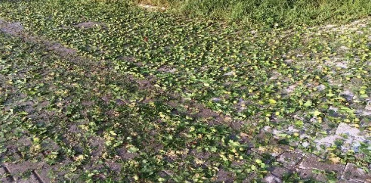 Kayseri'deki dolu yağışı ekili alanlara zarar verdi