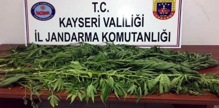 Develi'de kenevir ele geçirildi