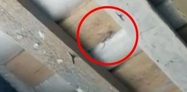 Yüksekova'da sarıkız örümceği görüldü