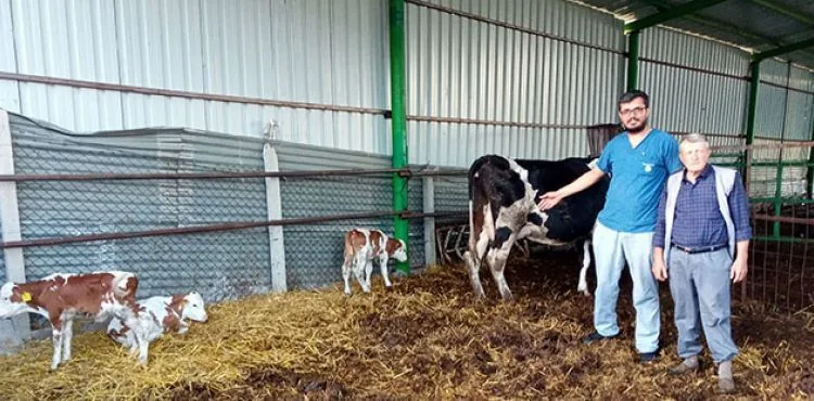Üçüz buzağılar görenleri hayrete düşürdü