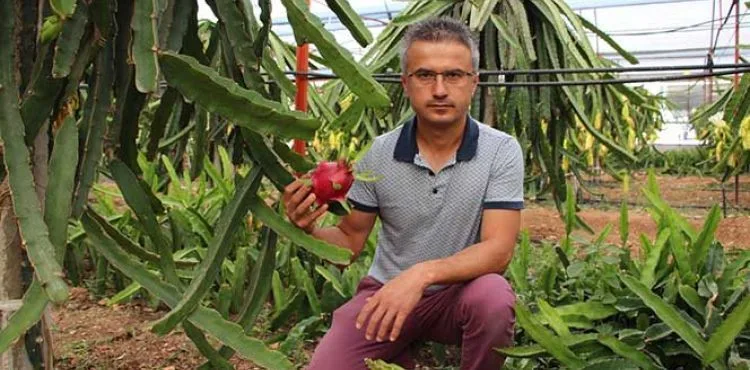 Ejder meyvesi çiftçinin yeni geçim kaynağı oldu