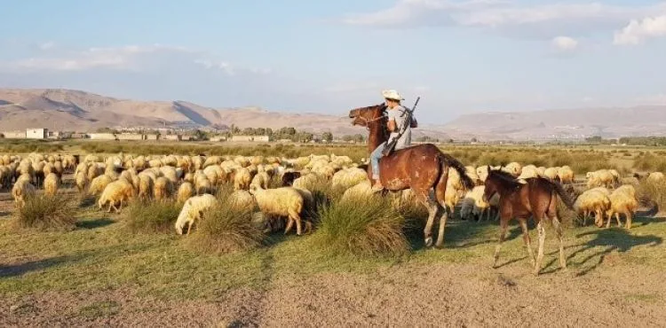 Orta Asya'nın bozkırları değil, Erciyes Dağı'nın etekleri