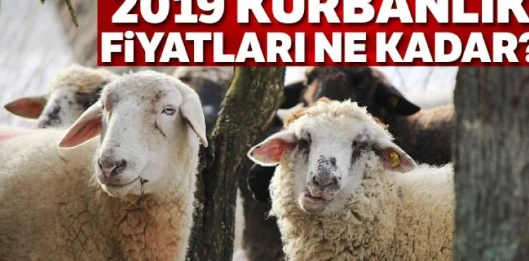 2019 kurbanlık fiyatları| Kurbanlık dana koyun fiyatları 2019