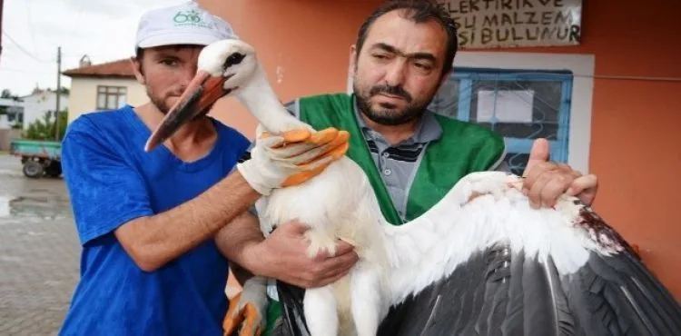 Yuvasından düşen leylek Bünyan Belediyesi'ne emanet