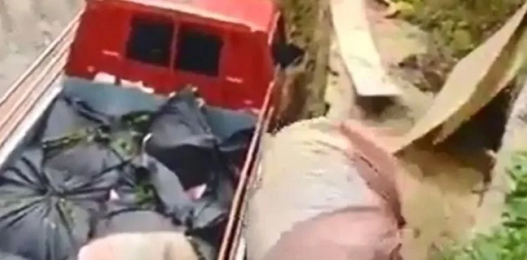 Rizeli'nin topladığı çayı kamyona yüklemek için bulduğu yöntem güldürdü