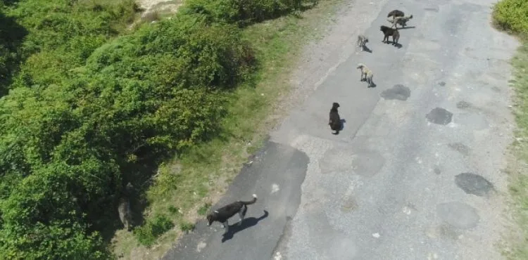 İstanbul'da binlerce başıboş köpeğin adeta istila ettiği köy havadan görüntülendi