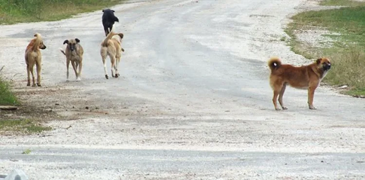 Köy sakinleri sokak köpeklerinden dertli