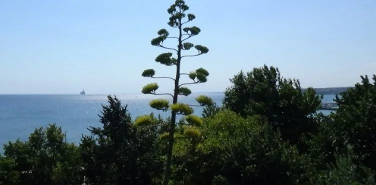 UNESCO'nun koruma altına aldığı 'Agave' Silivri'de çiçek açtı