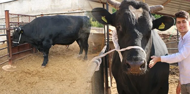 2 tonluk boğa 70 bin liradan yeniden satışa çıktı