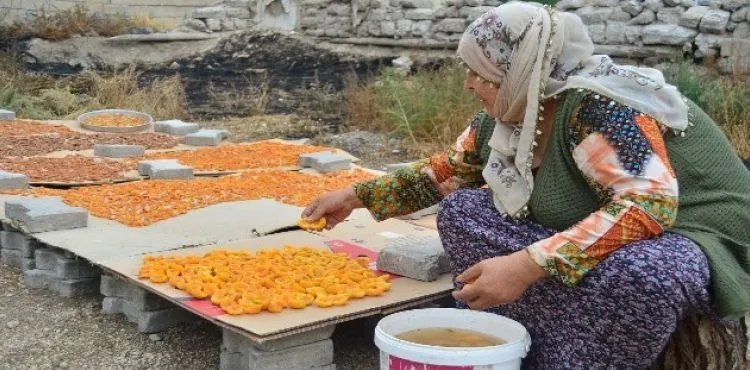Köylerde kayısı kurutma işlemi başladı