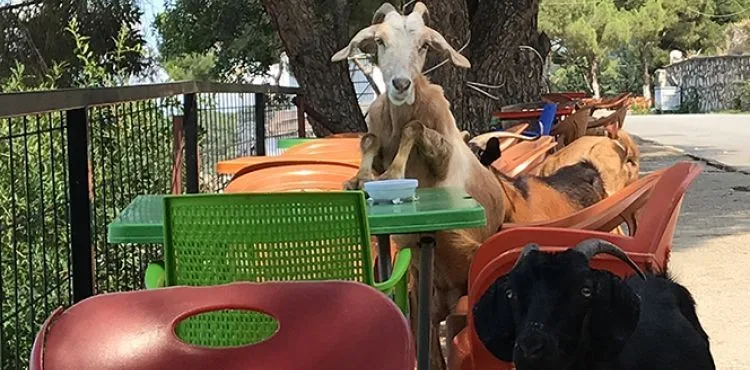 Sevimli keçiler kafeyi bastı