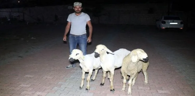 Çadırdan kaçan koyunları polis ekipleri sahibine teslim etti