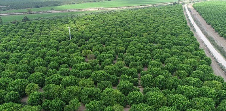 TARSİM'den çiftçilere 5,4 milyar TL ödeme