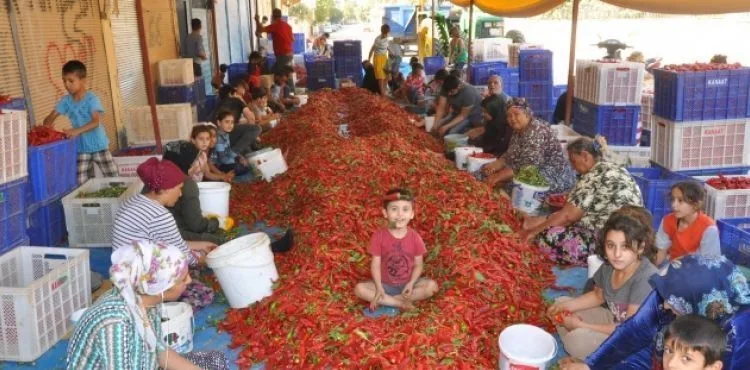 Kadınların geçim kaynağı 'kırmızı altın'