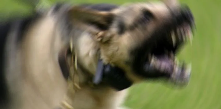 Bu köpekleri besleyenlere 7 bin 802 lira ceza