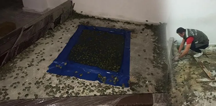 Sınır kapısında 2 bin 500 kaplumbağa ele geçirildi