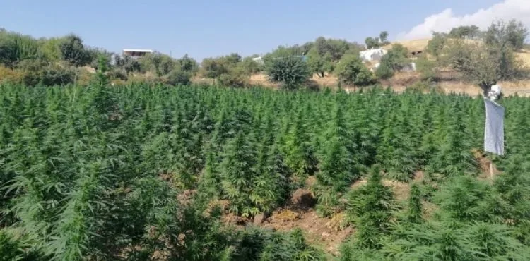 Terör örgütü PKK'nın finans kaynağına darbe: 1 ton esrar, 6 milyon 718 bin kenevir ele geçirildi