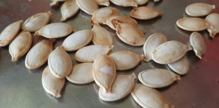 Bu çekirdeğin kilosu 5 bin lira