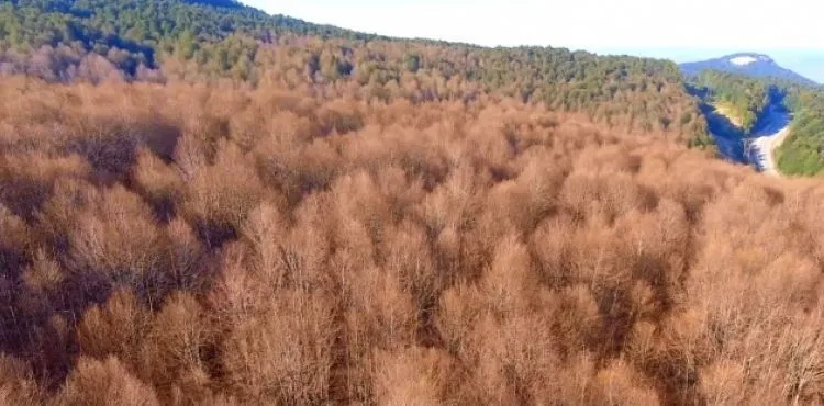 Tırtıllar ormanı böyle kuruttu...Kimse 'dur' diyemiyor...Sararan ağaçlar havadan görüntülendi