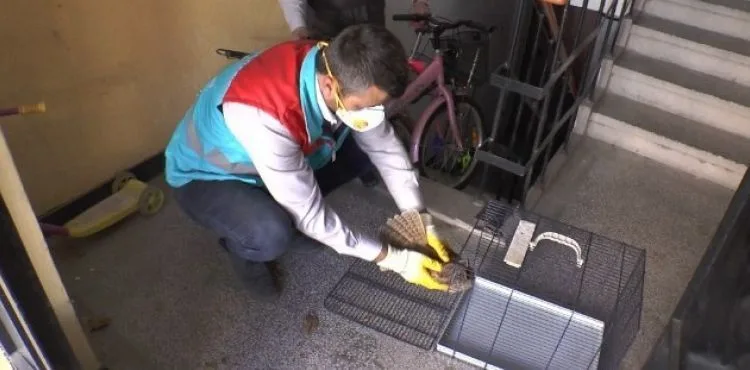 Yaralı baykuş 'Küçük Dostlar Ambulansı' ile kliniğe ulaştırıldı