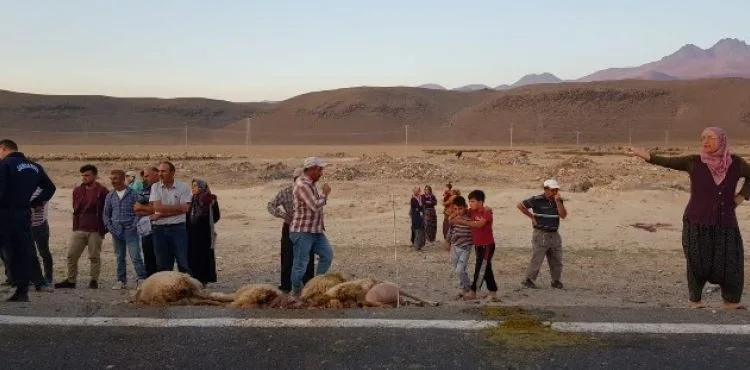 Tır sürünün arasına daldı, 18 hayvan telef oldu