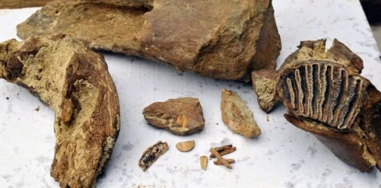 Rusya'da 372 milyon yıllık fosil bulundu