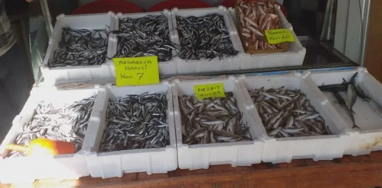 Hamsi fiyatı Karadeniz'de 7 TL'ye düştü
